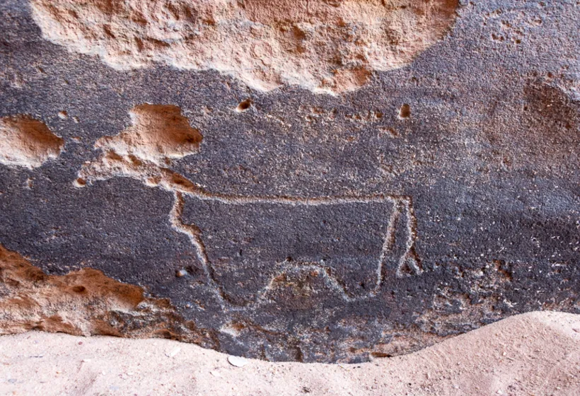 Camel petroglyphs and inscriptions on a desert-varnished rock panel
